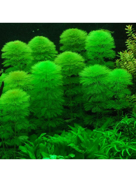 Кабомба водная или обыкновенная (Cabomba aquatica)
