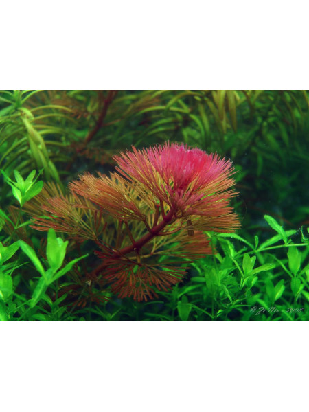 Кабомба Фурката (Cabomba Furcata)