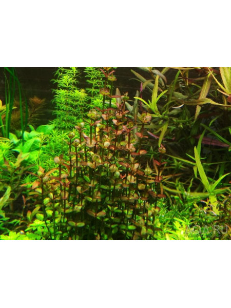 Линдерния Индийская (Lindernia Indica)