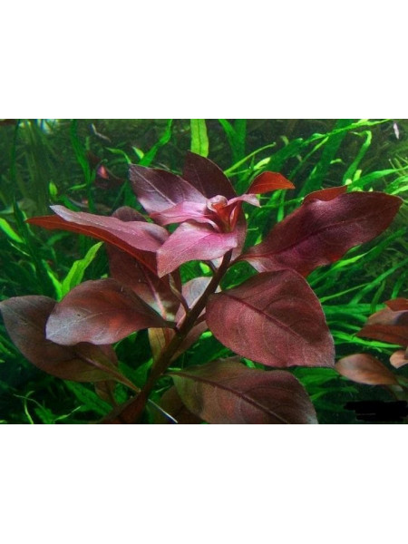 Людвигия Рубин (Ludwigia repens Rubin)