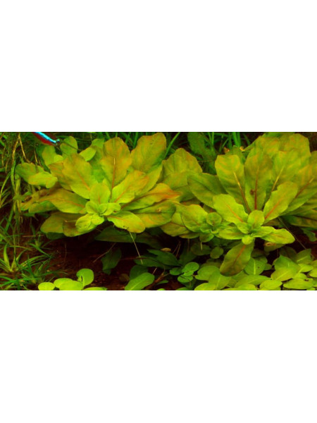 Людвигия Пилоса (Ludwigia Pilosa)