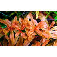 Людвигия Инклината (Ludwigia Inclinata) Людвигия Инклината (Ludwigia Inclinata)