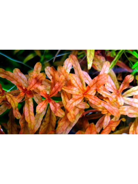 Людвигия Инклината (Ludwigia Inclinata)