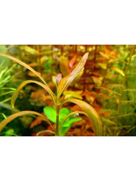Гигрофила Змея (Hygrophila sp. Snake)