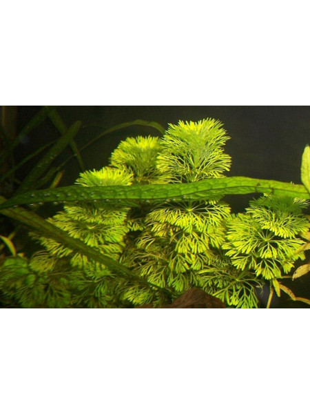 Лимнофила Сидячецветковая (Limnophila sessiliflora)