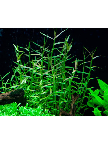 Мурдания кейсак (Murdannia keisak) -