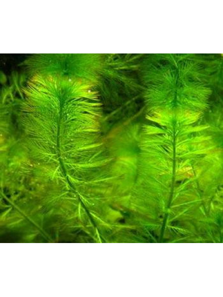 Перистолистник (Уруть) хвостиковидный — Myriophyllum hippuroides