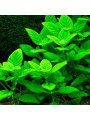 Лимнофила Ругоза (Limnophila rugosa)