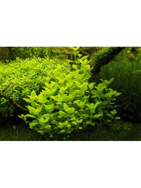 Лимнофила Ругоза (Limnophila rugosa)