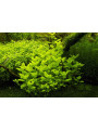 Лимнофила Ругоза (Limnophila rugosa)