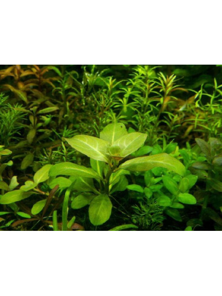 Людвигия алата (ludwigia alata)