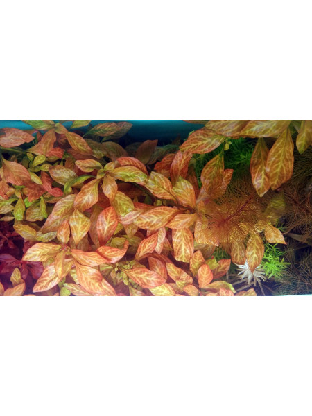 Людвигия Тёмно-оранжевая (Ludwigia spec. Dark Orange)