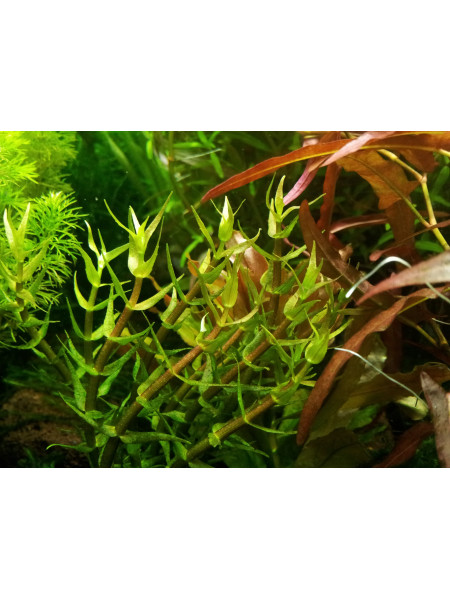 Гратиолла (Gratiola viscidula)