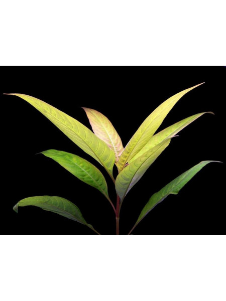 Гигрофила Лимонник Ред (hygrophila corymbosa red)