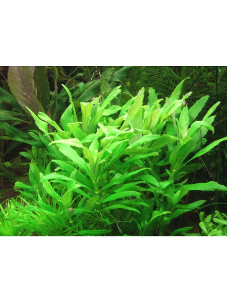 Лимнофила Пункта Блюм (Limnophila Punctata Blume)