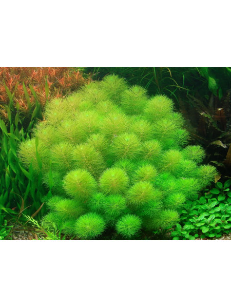 Лимнофила индийская (Limnophila indica)