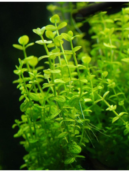 Линдерния круглолистная (Lindernia rotundifolia)