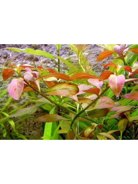Людвигия Вариегата (Ludwigia palustris Variegated)