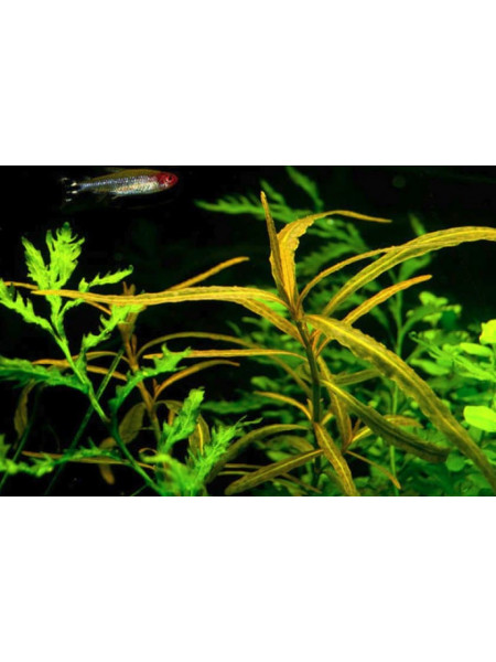 Гигрофила Тигр (Hygrophila sp. Tiger)