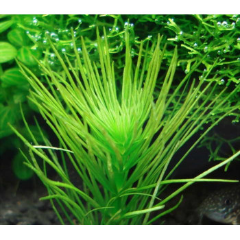 Гидротрихе или гидротрих (Hydrotriche hottoniiflora)