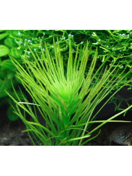 Гидротрихе или гидротрих (Hydrotriche hottoniiflora)