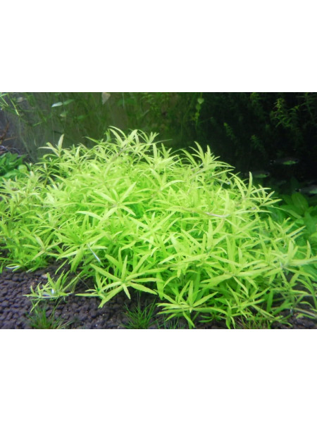 Лимнофила Вьетнам мини (Limnophila Vietnam mini)