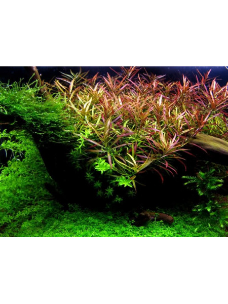 Людвигия дугообразная, аркуата (Ludwigia arcuata) (Пучок 5 веток).