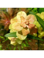 Людвигия Марилия (Ludwigia Marilia)