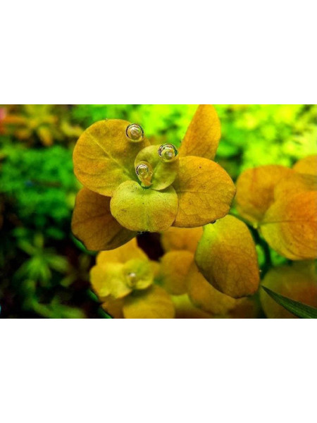 Людвигия Марилия (Ludwigia Marilia)