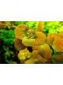 Людвигия Марилия (Ludwigia Marilia)