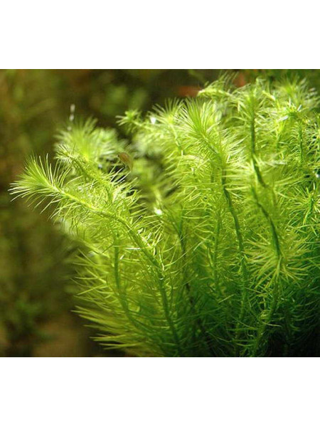 Майака речная (Mayaca fluviatilis)