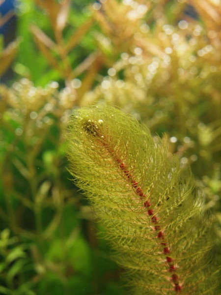 Перистолистник красностебельный (Myriophyllum heterophyllum)