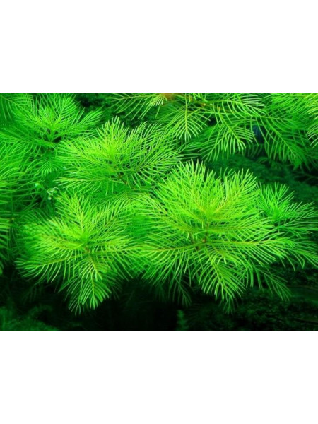 Перистолистник матогорсский зеленый (Myriophyllum matogrossense Green)