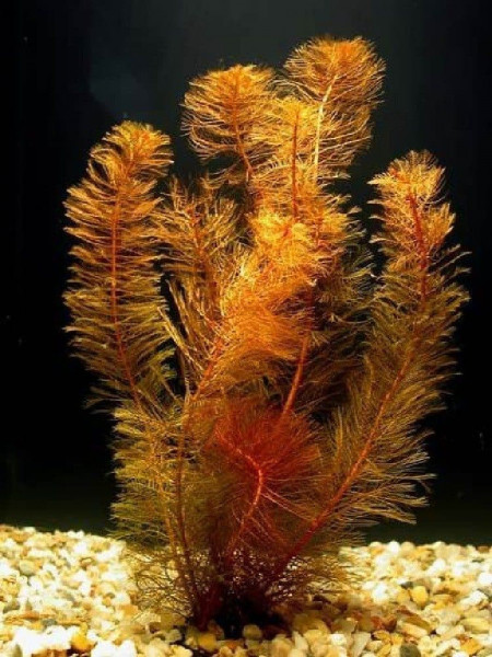 Перистолистник матогорсский красный (Myriophyllum matogrossense Red)