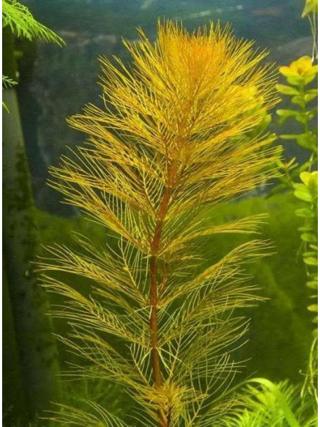 Перистолистник Рорайма (Myriophyllum sp. Roraima)