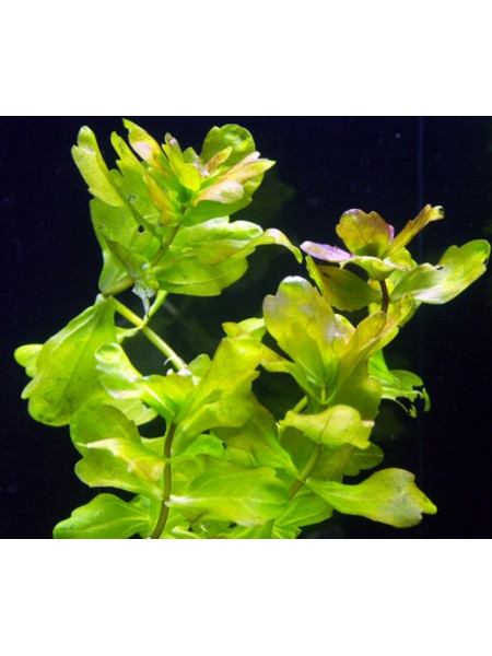 Мексиканский дубок (Shinnersia rivularis)