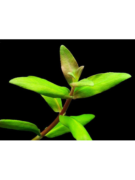 Низея Трифлора (Nesaea Triflora)