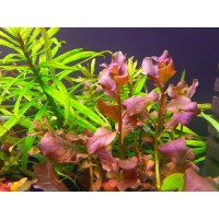 Людвигия Овальная Розовая (Ludwigia Ovalis Pink) Людвигия Овальная Розовая (Ludwigia Ovalis Pink)