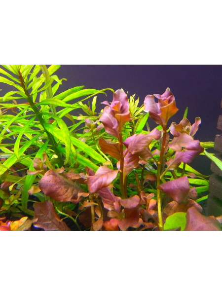 Людвигия Овальная Розовая (Ludwigia Ovalis Pink)