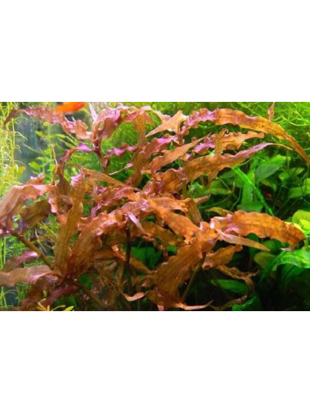 Мурдания красная (Murdannia sp. red)