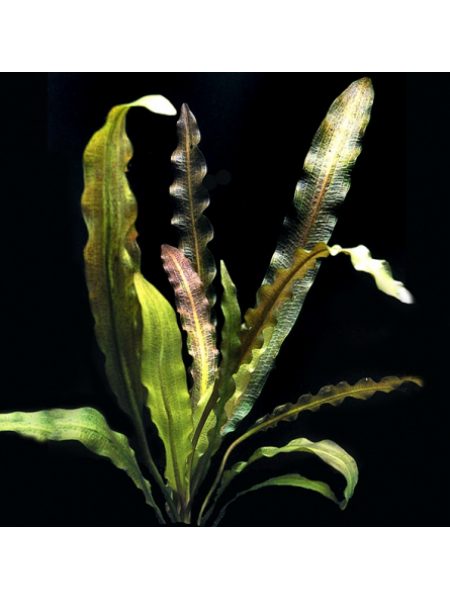 Апоногетон жестколистный (Aponogeton rigidifolius)