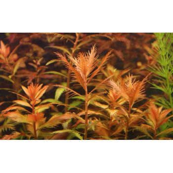 Прозерпинака болотная (Proserpinaca palustris)