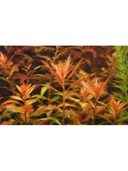 Прозерпинака болотная (Proserpinaca palustris)