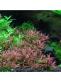 Ротала индика (Rotala indica)