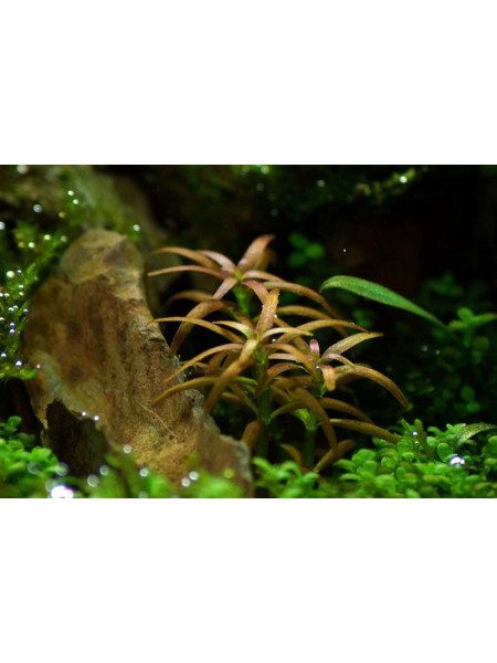 Ротала гояс (Rotala mexicana goias)