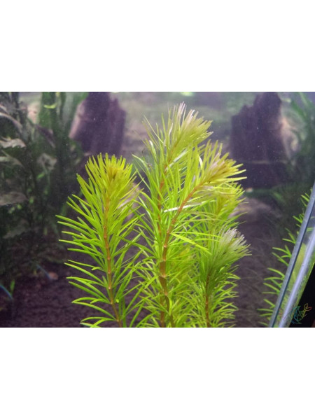 Ротала Бангладеш (Rotala sp. Bangladesch)