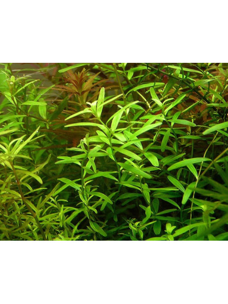 Ротала Цейлон (Rotala sp. Ceylon)