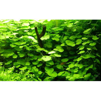 Щитолист белоголовый (Hydrocotyle leucocephala)