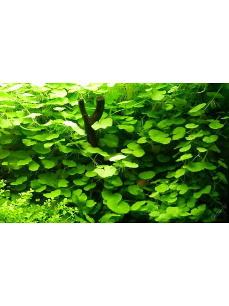 Щитолист белоголовый (Hydrocotyle leucocephala)