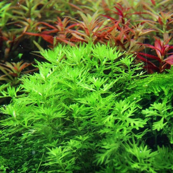 Хоттония палюстрис (Hottonia palustris)